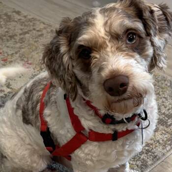 Poodle Dogs Available for Adoption in Alafaya, Florida - Noah | PetCurious