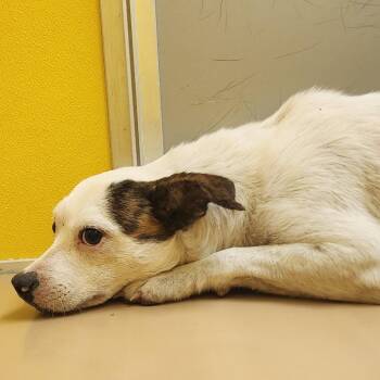 Mr. Peabody -  Parson Russell Terrier and Mixed Breed Dog for Adoption in Norman, Oklahoma - Mr. Peabody | PetCurious