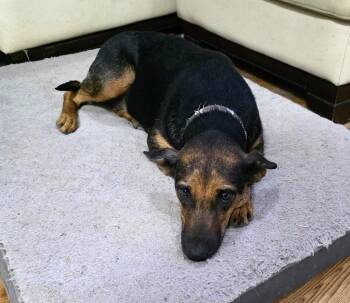 Shepherd Dogs Available for Adoption in VERNON ROCKVL, Connecticut - Maui | PetCurious