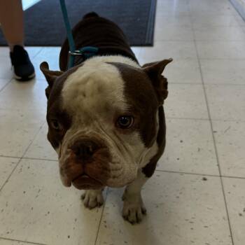 Cow Carousel -  Mixed Breed Dog for Adoption in Davenport, Iowa - Cow Carousel | PetCurious