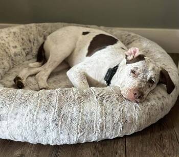Rescue German Shorthaired Pointer Dogs for Adoption in West Richland, Washington - Dexter | PetCurious