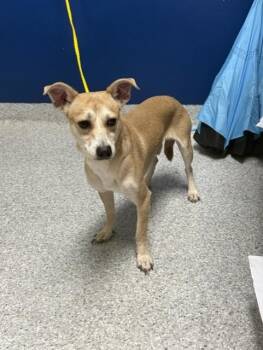 A186264 -  Chihuahua and Mixed Breed Dog for Adoption in Pasadena, Texas - A186264 | PetCurious