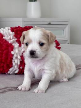 Peter -  Shih Tzu and Chihuahua Dog for Adoption - Peter | PetCurious