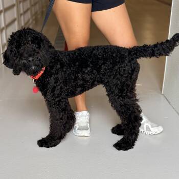 Lucas -  Poodle Dog for Adoption in Chicago, Illinois - Lucas | PetCurious