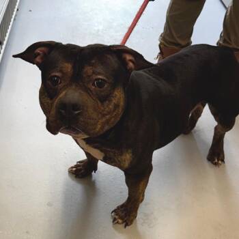 Marlin -  Pit Bull Terrier and Mixed Breed Dog for Adoption in Concord, North Carolina - Marlin | PetCurious