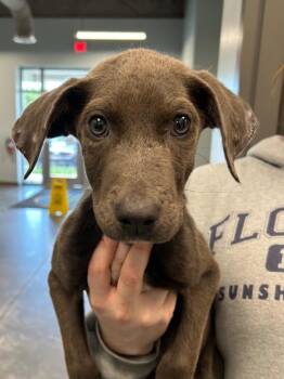 Miss Pooter -  Pit Bull Terrier Dog for Adoption in Gautier, Mississippi - Miss Pooter | PetCurious