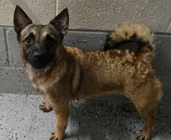 CHILI -  Pug and Chihuahua Dog for Adoption in Reed City, Michigan - CHILI | PetCurious