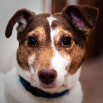 Rescue Jack Russell Terrier Dogs for Adoption in Dallas, Texas - Ryzo (New Digs) | PetCurious