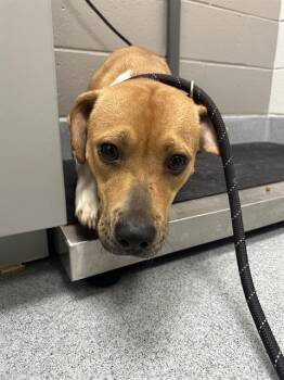 ELIZABETH -  Beagle and Boxer Dog for Adoption in Indianapolis, Indiana - ELIZABETH | PetCurious