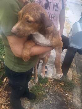 RUBY -  American Staffordshire Terrier Dog for Adoption in San Antonio, Texas - RUBY | PetCurious