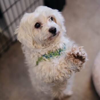 Maltese and Mixed Breed Dogs Available for Adoption - Marshmallow | PetCurious