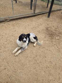 Great Pyrenees Dogs Available for Adoption in Maquoketa, Iowa - Dolly | PetCurious