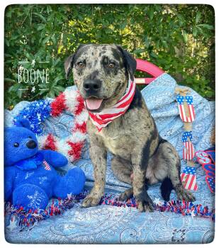 Boone -  Catahoula Leopard Dog Dog for Adoption in Sebring, Florida - Boone | PetCurious