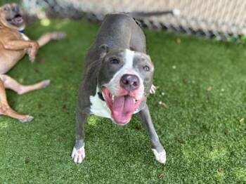Troy -  Pit Bull Terrier and Mixed Breed Dog for Adoption in Gainesville, Florida - Troy | PetCurious