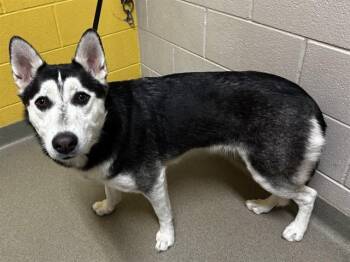 Siberian Husky Dogs Available for Adoption in Colorado Springs, Colorado - ZELDA | PetCurious