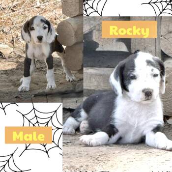 Rocky -  Terrier Dog for Adoption in Manchester, Connecticut - Rocky | PetCurious