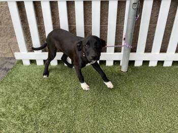 Border Collie and Mixed Breed Dogs Available for Adoption in Modesto, California - OLD MAN | PetCurious