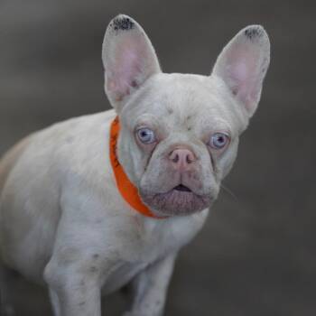Shane (JY26-87) -  French Bulldog Dog for Adoption in Peyton, Colorado - Shane (JY26-87) | PetCurious