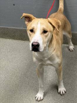 Rescue Pit Bull Terrier and Mixed Breed Dogs for Adoption in Las Vegas, Nevada - PABLO | PetCurious