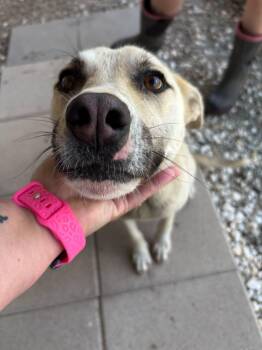 Rescue Mixed Breed Dogs for Adoption in Okmulgee, Oklahoma - Lacey | PetCurious