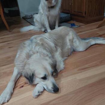 Winnie -  Great Pyrenees and Mixed Breed Dog for Adoption in Nampa, Idaho - Winnie | PetCurious