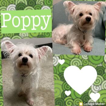 Maltese Dogs Available for Adoption - Poppy | PetCurious