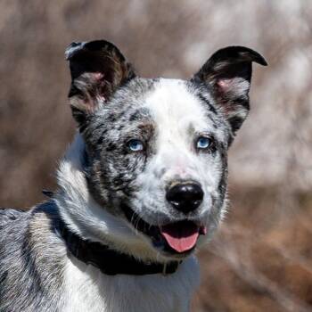 Diesel -  Australian Shepherd and Mixed Breed Dog for Adoption in Council Bluffs, Iowa - Diesel | PetCurious