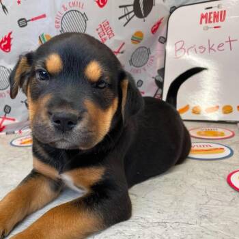Mixed Breed Dogs Available for Adoption in Huntsville, Arkansas - (Event 5/20) Brisket | PetCurious