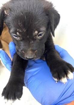 A659233 -  Labrador Retriever Dog for Adoption in Houston, Texas - A659233 | PetCurious