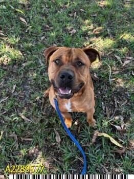 Mixed Breed Dogs Available for Adoption - 2PAC | PetCurious