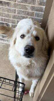 Great Pyrenees Dogs Available for Adoption in Quinlan, Texas - Rodeo DFW | PetCurious