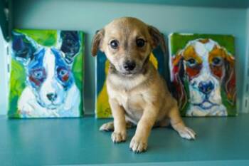 Oatmeal -  Dachshund and Chihuahua Dog for Adoption in San Antonio, Texas - Oatmeal | PetCurious