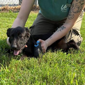 Ash -  Black Labrador Retriever and Mixed Breed Dog for Adoption in Morganfield, Kentucky - Ash | PetCurious