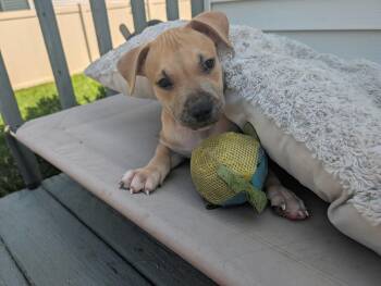 Archie -  American Staffordshire Terrier Dog for Adoption in Rockland, Wisconsin - Archie | PetCurious