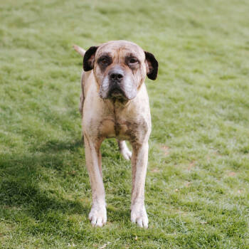 Rescue Mastiff Dogs for Adoption in Northbrook, Illinois - Goliath HW + | PetCurious