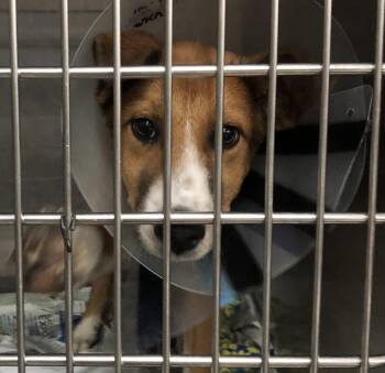 Charlie -  Collie and Labrador Retriever Dog for Adoption in Parma, Ohio - Charlie | PetCurious