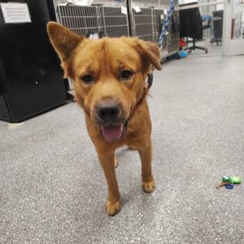 Wolf -  Labrador Retriever Dog for Adoption in Lakeland, Florida - Wolf | PetCurious