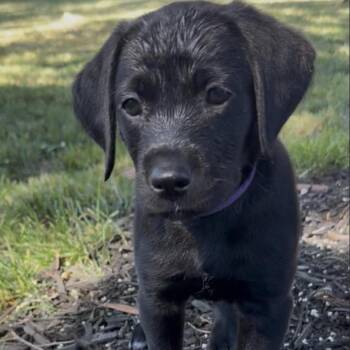 Javadi -  Mixed Breed Dog for Adoption in Fredericksburg, Virginia - Javadi | PetCurious