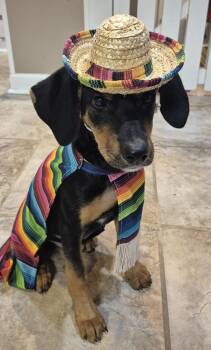 Fig -  Hound and German Shepherd Dog Dog for Adoption in Amissville, Virginia - Fig | PetCurious