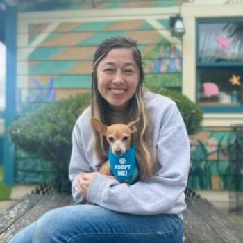 Chihuahua Dogs Available for Adoption in Pacific Grove, California - Pluto | PetCurious