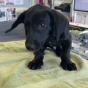 Pepsi -  Mixed Breed Dog for Adoption in Las Cruces, New Mexico - Pepsi | PetCurious
