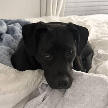 Pit Bull Terrier Dogs Available for Adoption - Toda | PetCurious