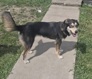Husky and Bernese Mountain Dog Dogs Available for Adoption in Chattanooga, Tennessee - Houdini | PetCurious