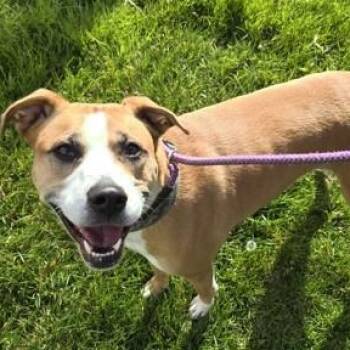 Mixed Breed Dogs Available for Adoption in Philadelphia, Pennsylvania - Cruller | PetCurious