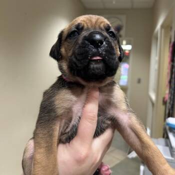 Mixed Breed Dogs Available for Adoption - Elm | PetCurious
