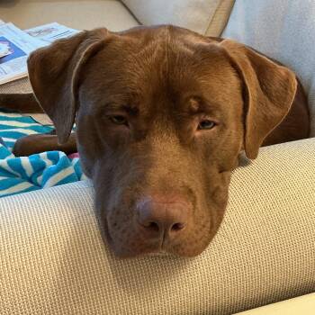 Benji -  Chocolate Labrador Retriever and Doberman Pinscher Dog for Adoption in Warrington, Pennsylvania - Benji | PetCurious