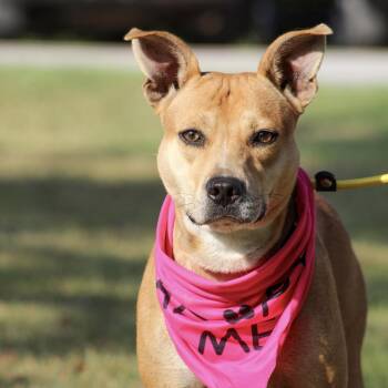 Inkas -  Mixed Breed Dog for Adoption in Columbia, South Carolina - Inkas | PetCurious