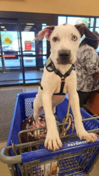 Rescue Hound and Mixed Breed Dogs for Adoption in St. Augustine, Florida - Marble | PetCurious