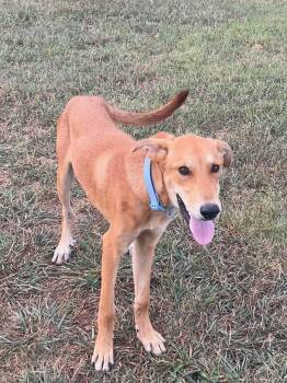 Wolvie -  Hound and Mixed Breed Dog for Adoption in Zimmerman, Minnesota - Wolvie | PetCurious