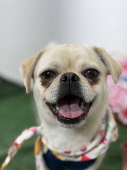 Peter Pan-One of our Amazing Rescue Dogs -  Pug and Mixed Breed Dog for Adoption in Carlsbad, California - Peter Pan-One Of Our Amazing Rescue Dogs | PetCurious